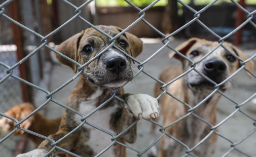 Avanza proyecto que sancionaría a propietarios de criaderos de animales domésticos en caso de maltrato
